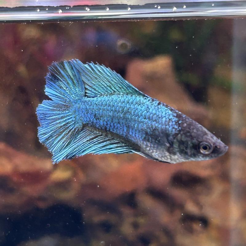 ベタ ダブルテール メス グリーン 06F0408-038 熱帯魚 生体