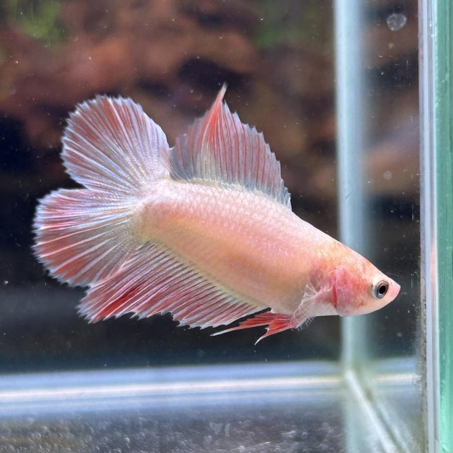 ベタ ダブルテール メス ファンシー 06F0801-003 熱帯魚 生体