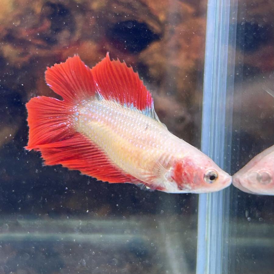 ベタ ダブルテール メス カンボジアンレッド 06F0801-004 熱帯魚