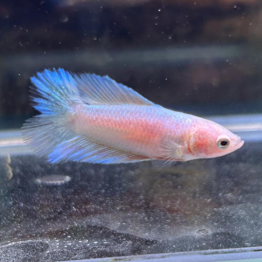 銀製熱帯魚 在庫処分特価 ベタ ショーベタ メス カッパー 03F0408-063