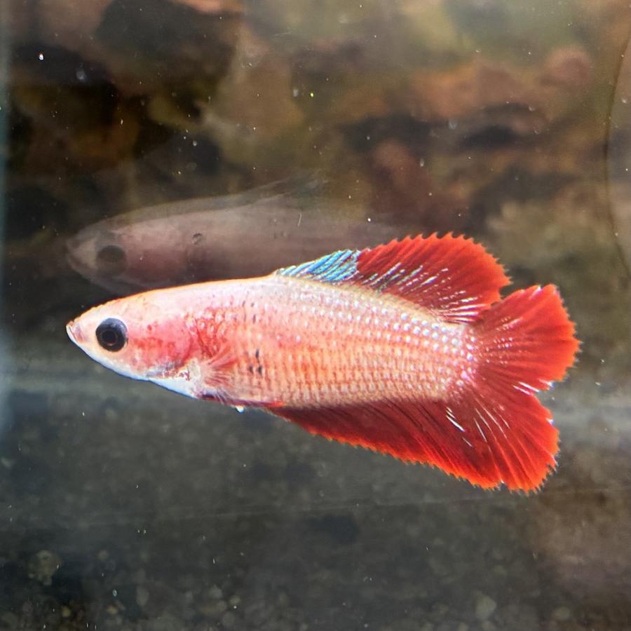 SALE：5990→4790円】ベタ 熱帯魚 生体 ベールテール キャンディ オス 熱帯魚 ベタ セール開催中