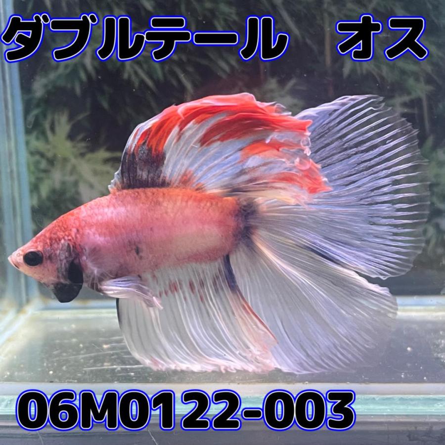 ベタ　ダブルテール　オス コイカラー　06M0122-003　フルムーン　生体　熱帯魚｜kotinettaigyo｜03