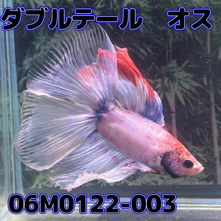 ベタ　ダブルテール　オス コイカラー　06M0122-003　フルムーン　生体　熱帯魚｜kotinettaigyo｜04