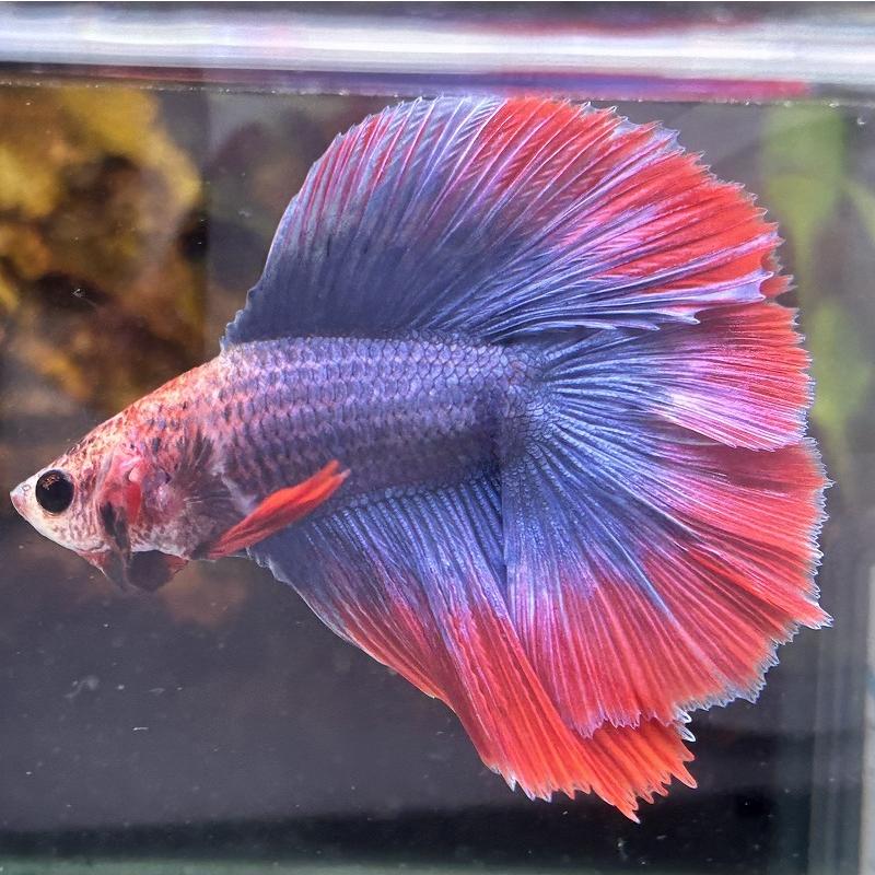 熱帯魚 ダブルテールベタ オス ファンシー 06M0301-039 フルムーン