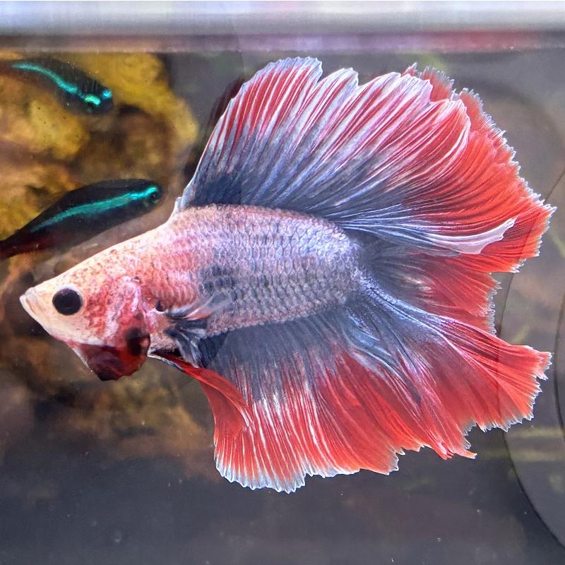 熱帯魚 ダブルテールベタ オス ファンシー 06M0301-041 フルムーン