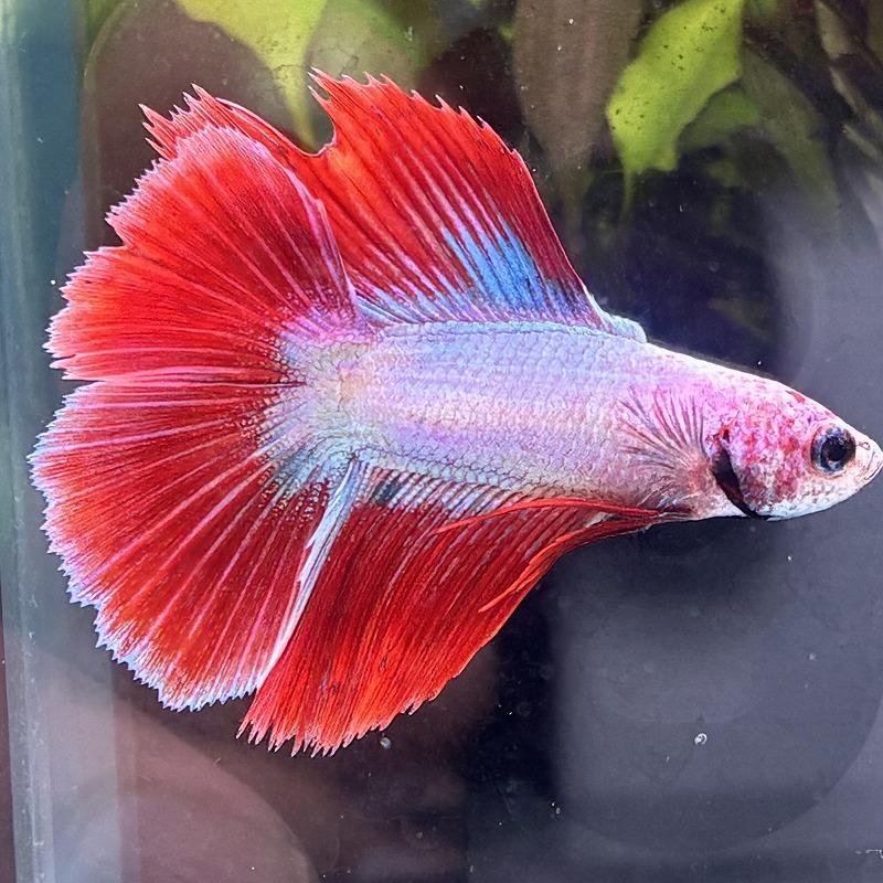 熱帯魚 ダブルテールベタ オス ファンシー 06M0301-063 フルムーン