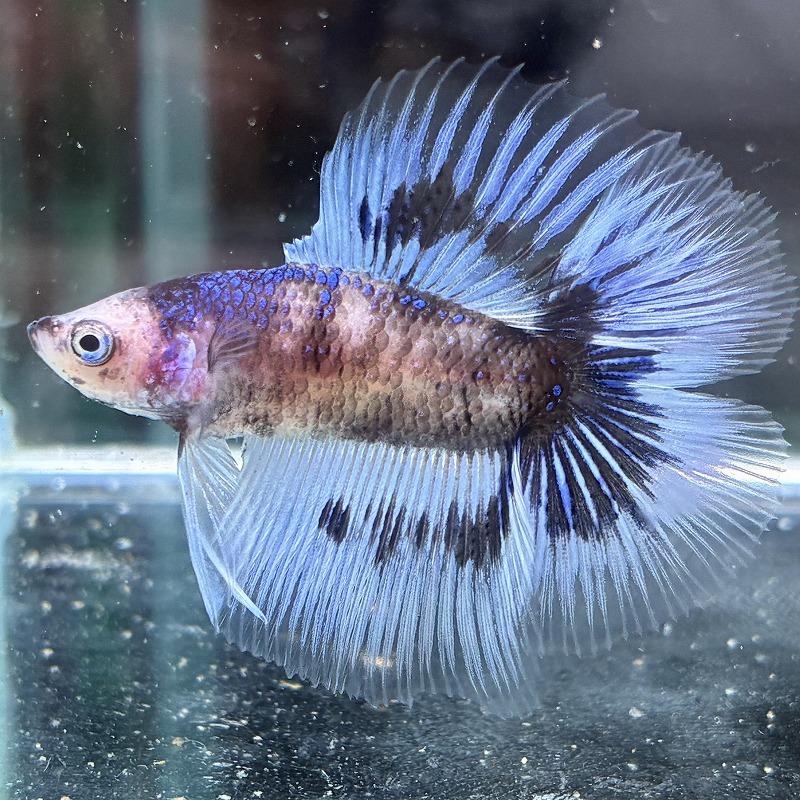 熱帯魚 ダブルテールベタ オス ファンシー 06M0301-067 フルムーン