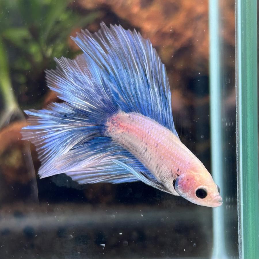 熱帯魚様 送料梱包料無料】ショートボディメタリック極美 - 熱帯魚のmishima