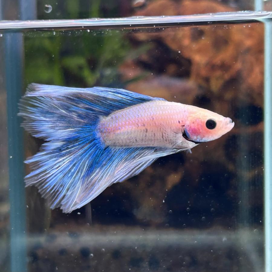 熱帯魚 ダブルテールベタ オス ファンシーブルー 06M0408-042