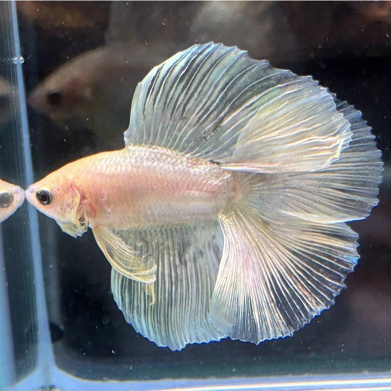 熱帯魚 ダブルテールベタ オス ゴールド 06M0601-006 フルムーン 生体