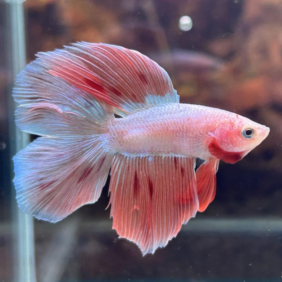 熱帯魚 ダブルテールベタ オス アルマゲドン 06M0801-001