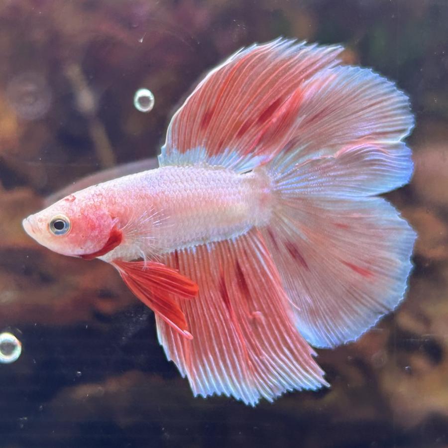 熱帯魚様 ベタ 熱帯魚 生体 ダブルテールハーフムーン ホワイト オス
