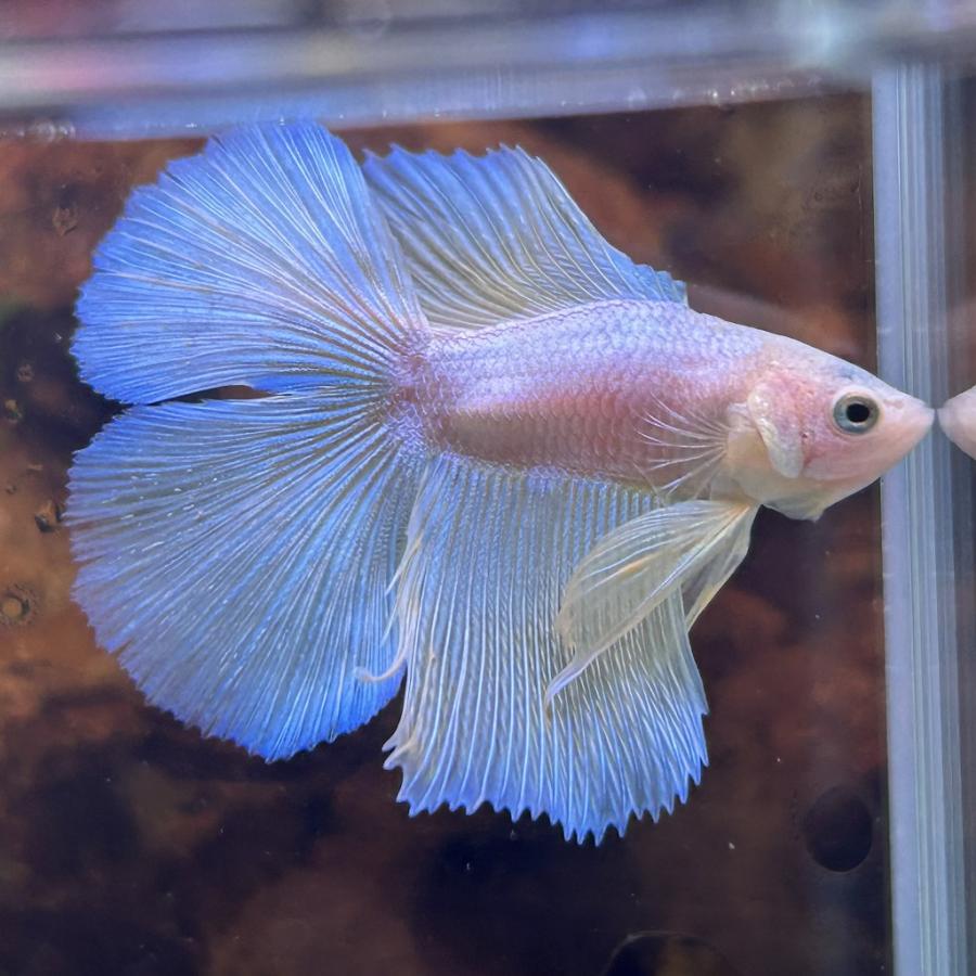 熱帯魚様 熱帯魚 ダブルテールベタ オス パステル 06M0801-002 フルムーン