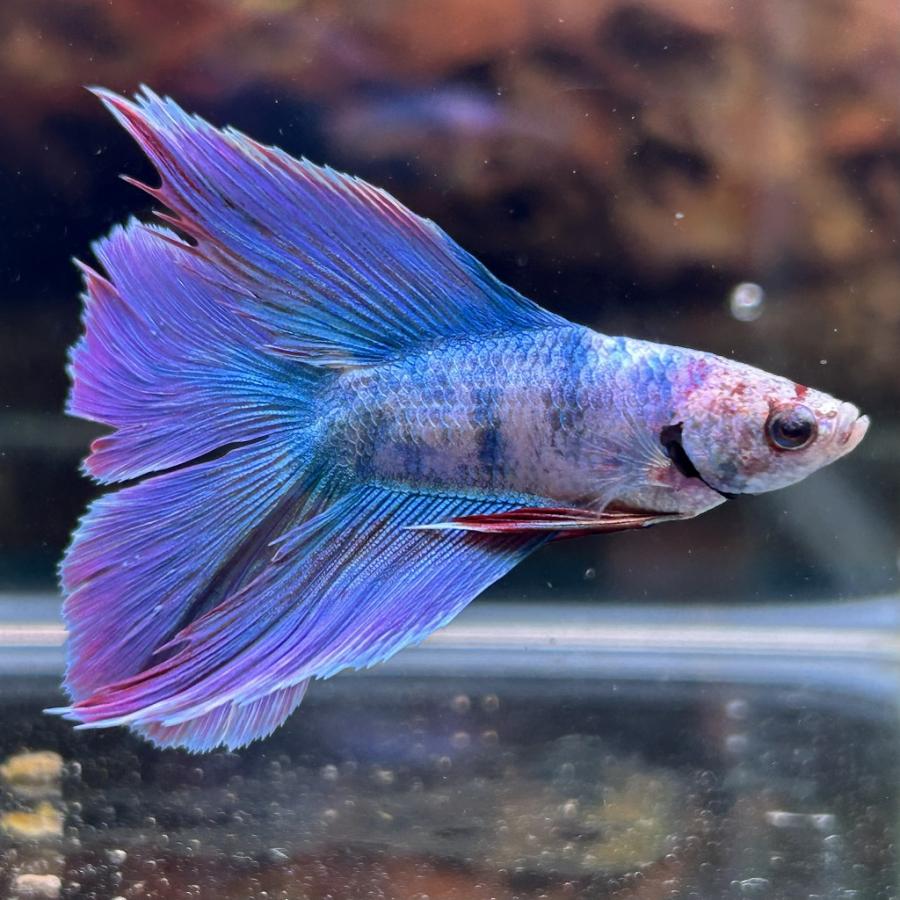 熱帯魚 ダブルテールベタ オス ファンシー 06M0801-012