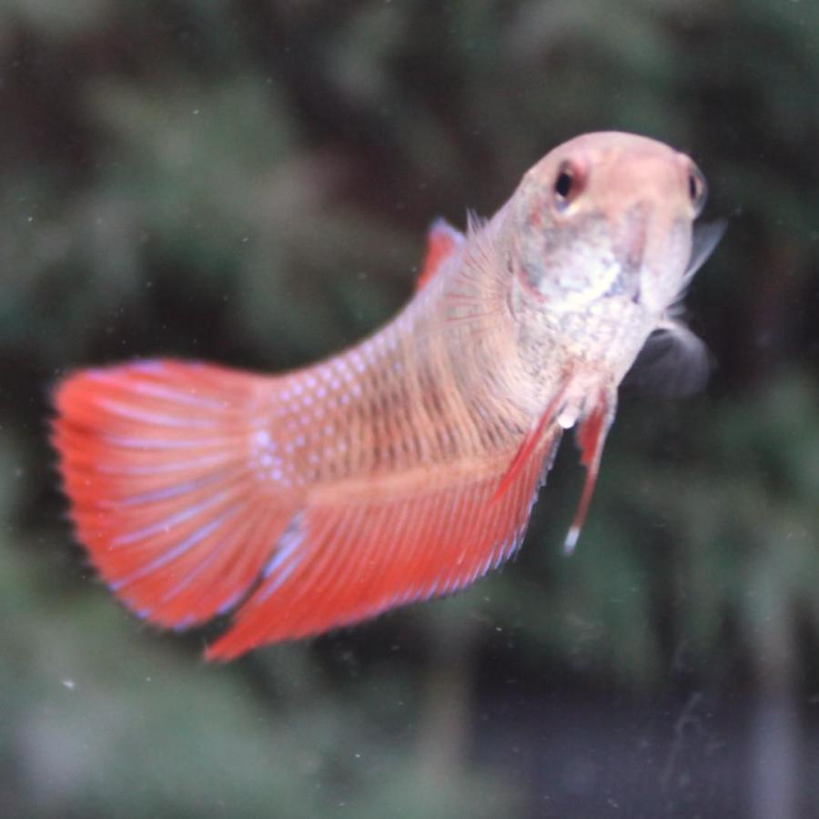 在庫処分特価 ワイルドベタ メス スプレンデンスハイブリッド