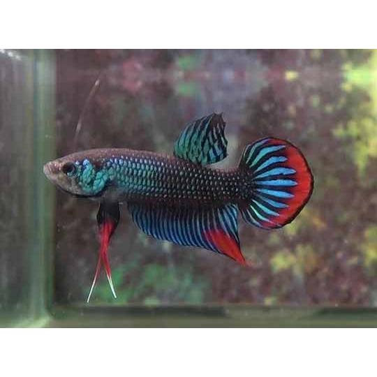 ベタ ワイルド 第16回「ベタ・スマラグディナ（Betta smaragdina）」