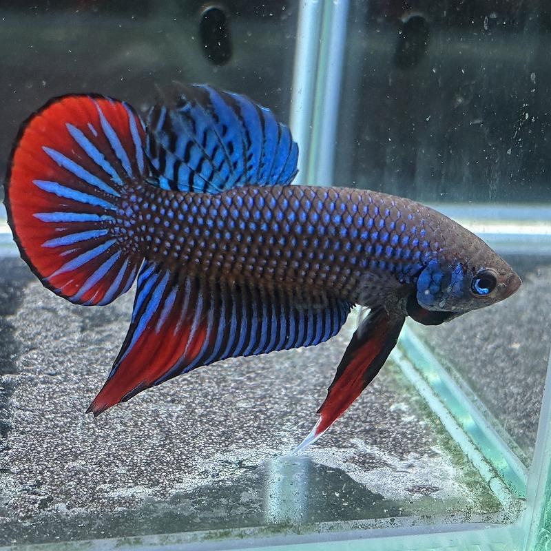 熱帯魚様 在庫一掃SALE ベタ インベリスブルー オス 08M0116-018 熱帯魚 生体