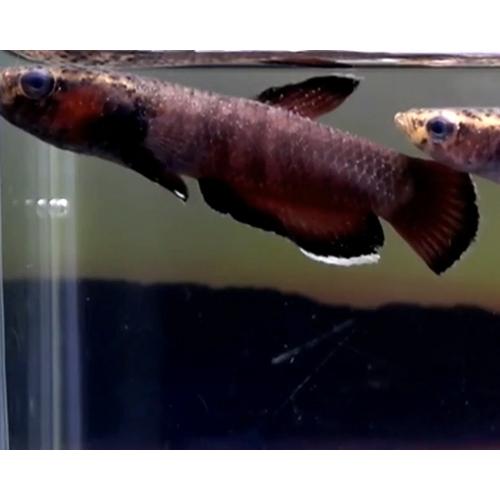 柔らかな質感の 雄 ワイルドベタ ワイルドベタアルビマルギナータ 08m0527 012 オス 観賞魚生体 Basementsny Com
