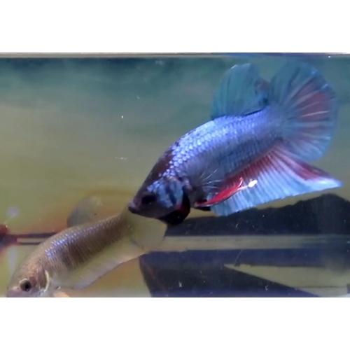 正規品質保証 雄 ワイルドベタ ベタスプレンデンス 08m0527 032 ぺア 観賞魚生体 Basementsny Com