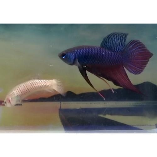 限定価格セール 08m0527 034 ぺア ワイルドスマラグディナ 雄 ワイルドベタ 観賞魚生体 Oyostate Gov Ng