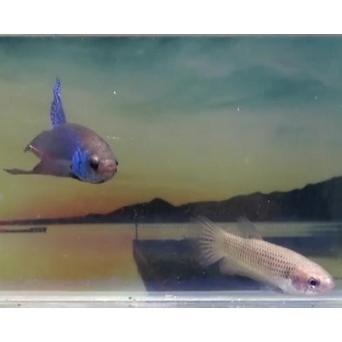 激安大特価 08m0527 034 ぺア ワイルドスマラグディナ 雄 ワイルドベタ 観賞魚生体 Oyostate Gov Ng