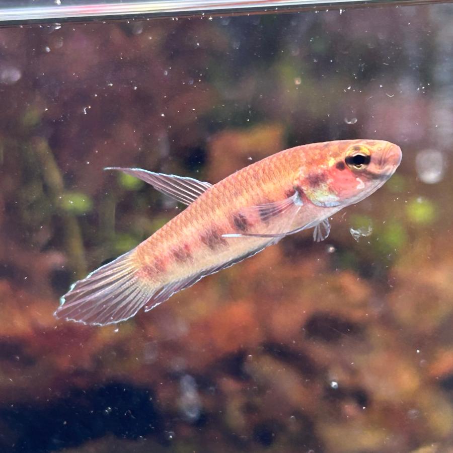 ワイルドベタ オス ルブラ バルス産 約4.0-4.5cm± 08M0801-001