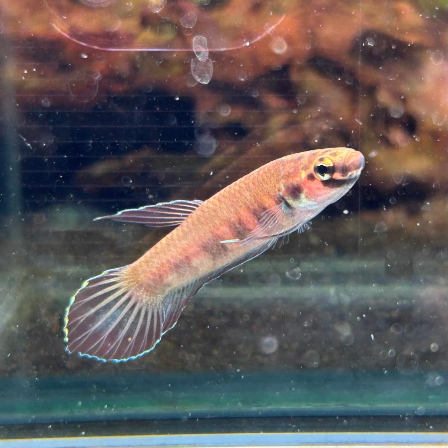 ワイルドベタ オス ルブラ バルス産 約4.0-4.5cm± 08M0801-001 熱帯魚