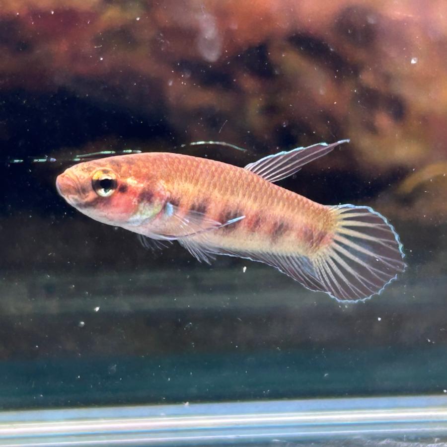 ワイルドベタ オス ルブラ バルス産 約4.0-4.5cm± 08M0801-001