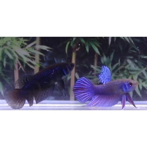 激安単価で ペア ワイルドクロスマハチャイブルー ペア ワイルドベタ 08mf19 002 単品ご希望の場合はお問合せ下さい 円 4000 円 6000 単品 観賞魚生体 Smssvg Org