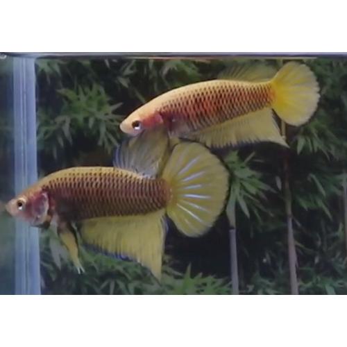 22年レディースファッション福袋 08mf19 016 ペア イエロースプレンデンス ペア ワイルドベタ 観賞魚生体