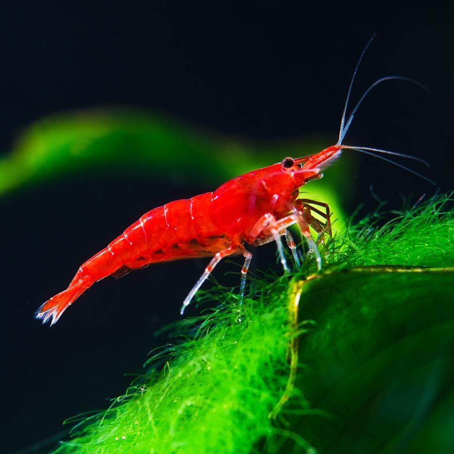 スーパーレッドチェリーシュリンプ 3匹セット 雄雌のご指定不可 12 有限会社高知熱帯魚サービス 通販 Yahoo ショッピング