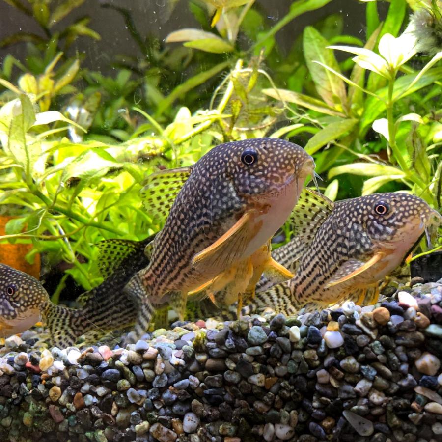 熱帯魚 コリドラス・ステルバイ 3匹 ※雄雌のご指定不可 : 有限会社高知