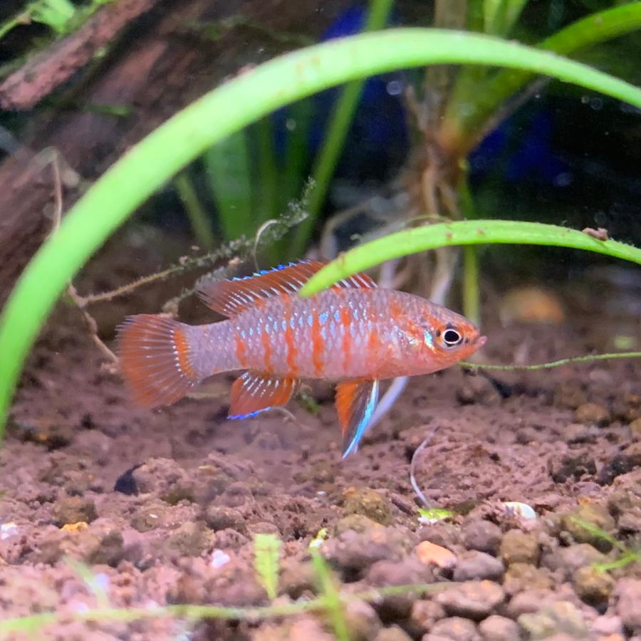 熱帯魚 スカーレットジェム 1匹 雄雌のご指定不可 1525 有限会社高知熱帯魚サービス 通販 Yahoo ショッピング