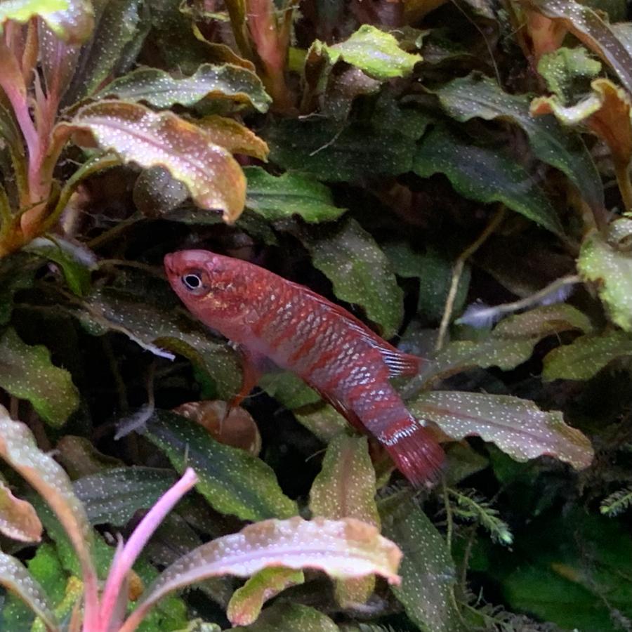 熱帯魚 スカーレットジェム 1匹 ※雄雌のご指定不可 : 有限会社高知