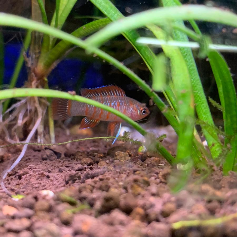 熱帯魚 スカーレットジェム 1匹 ※雄雌のご指定不可 : 有限会社高知