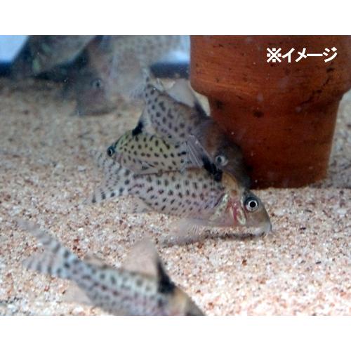 熱帯魚 コリドラス アガシジィ 3匹 雄雌のご指定不可 153 有限会社高知熱帯魚サービス 通販 Yahoo ショッピング