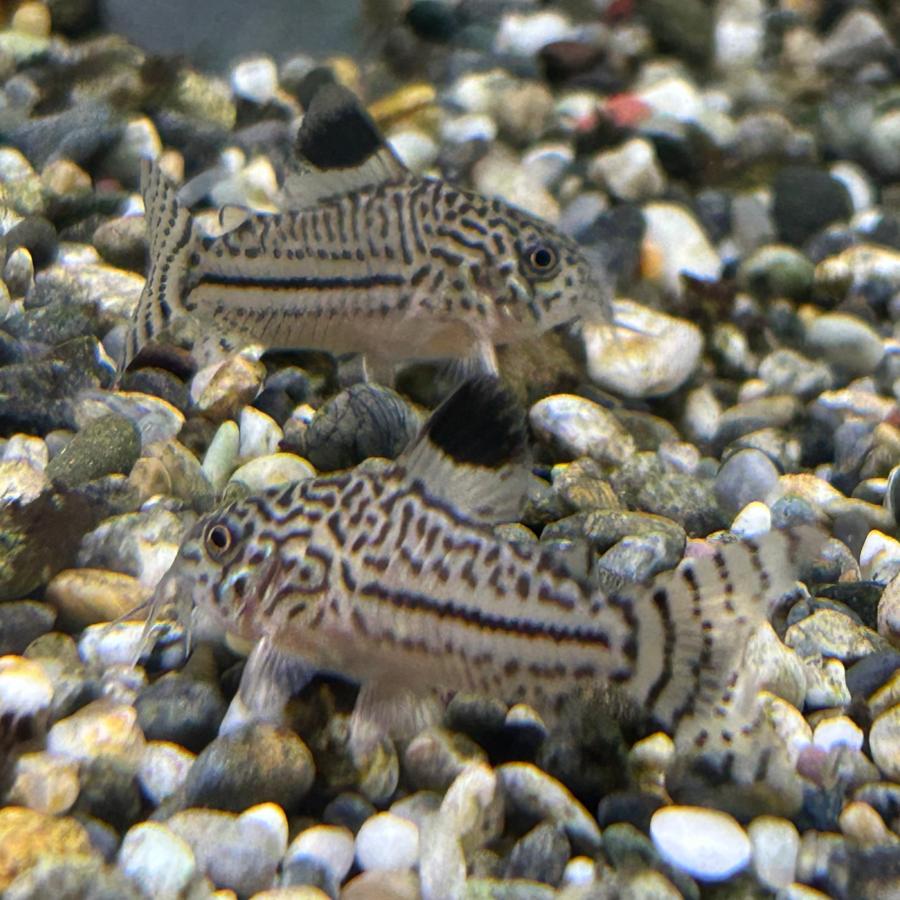 熱帯魚 コリドラス・ジュリー 1匹 ※雄雌のご指定不可 生体 