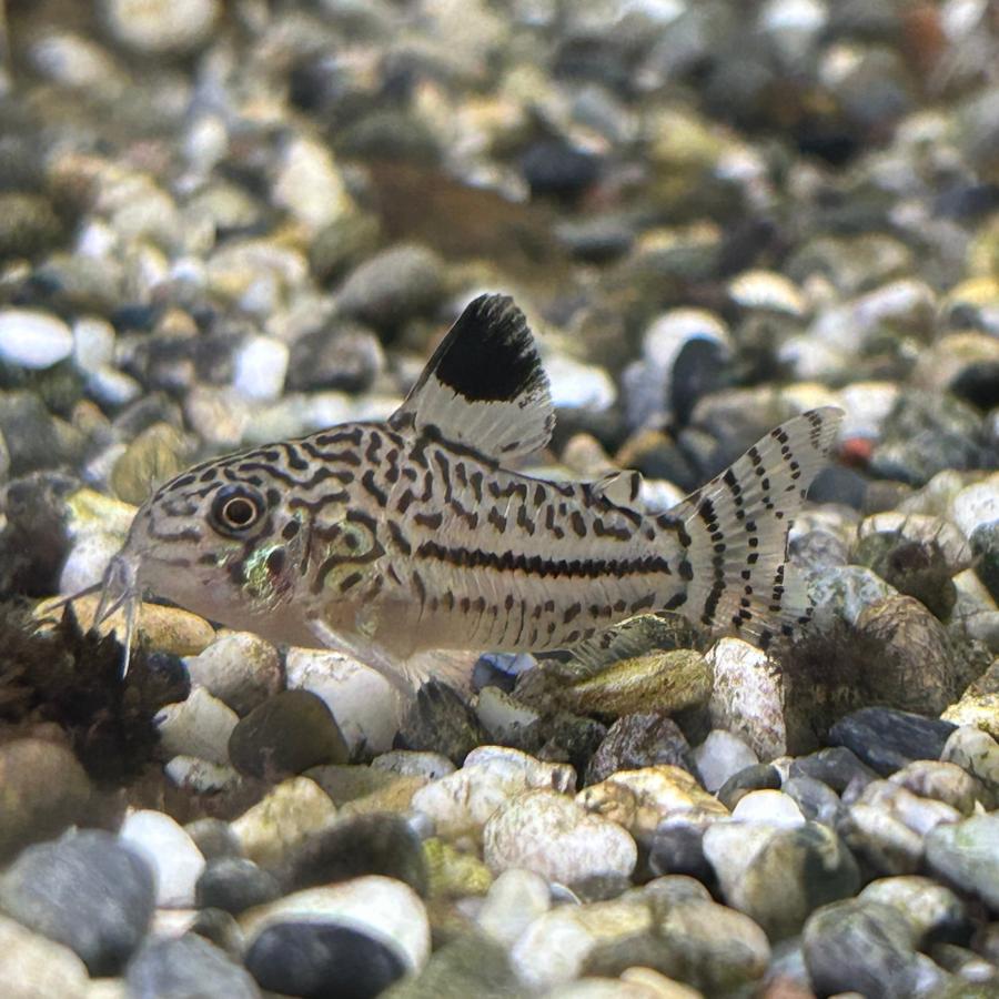 熱帯魚 コリドラス ジュリー 3匹 雄雌のご指定不可 157 有限会社高知熱帯魚サービス 通販 Yahoo ショッピング