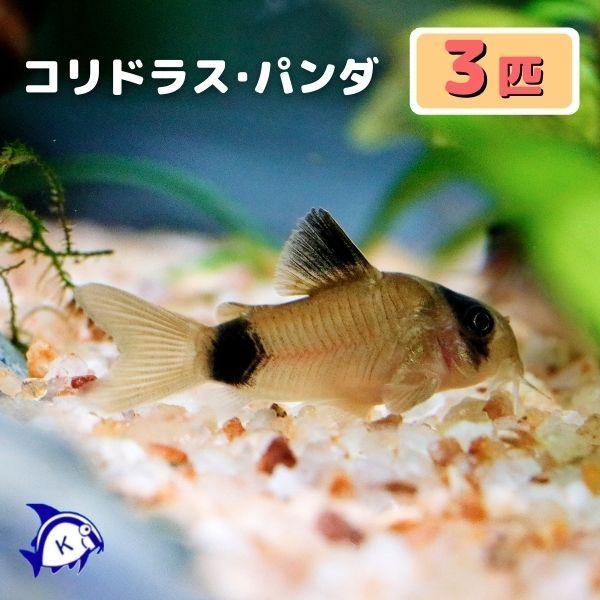 熱帯魚 コリドラス・パンダ 3匹 ※雄雌のご指定不可 観賞魚生体