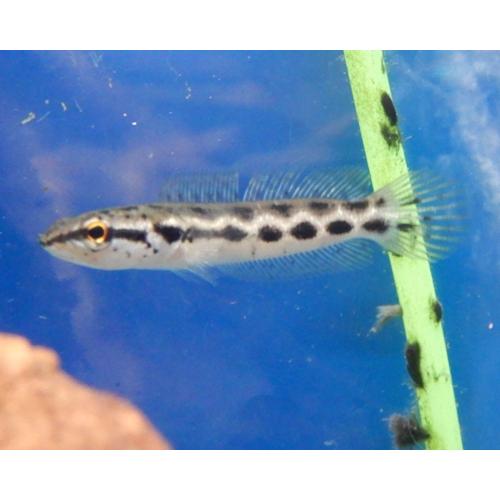 熱帯魚 アーモンドスネークヘッド 1匹 約5-10cm± ※雄雌のご指定不可 