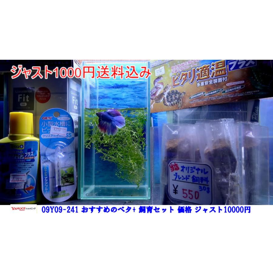 おすすめベタ 飼育セット ジャスト円 限定4セット 21 09 28 03 有限会社高知熱帯魚サービス 通販 Yahoo ショッピング