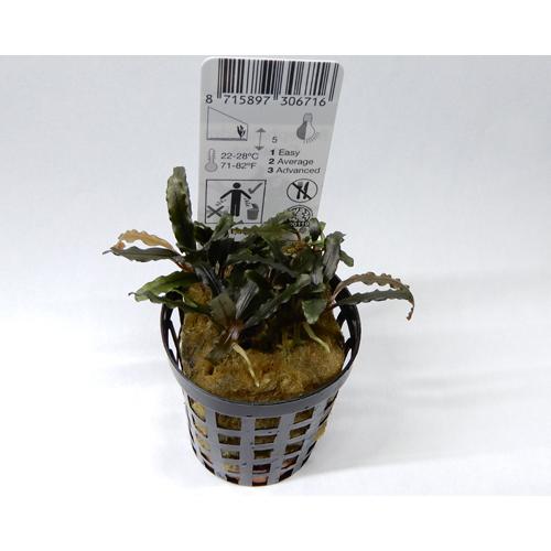 水草 ブセファランドラ カタリーナ POT入り ポット入り : 有限