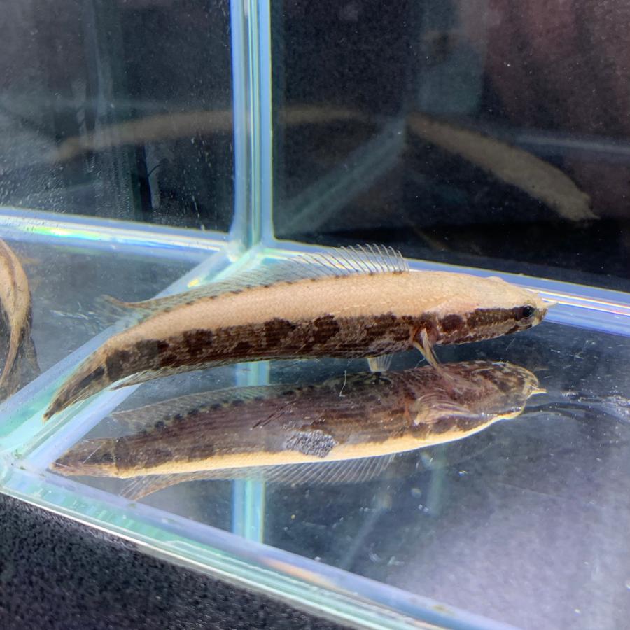 熱帯魚 アフリカン・スネークヘッド 1匹 約5-8cm前後 ナイジェリア産