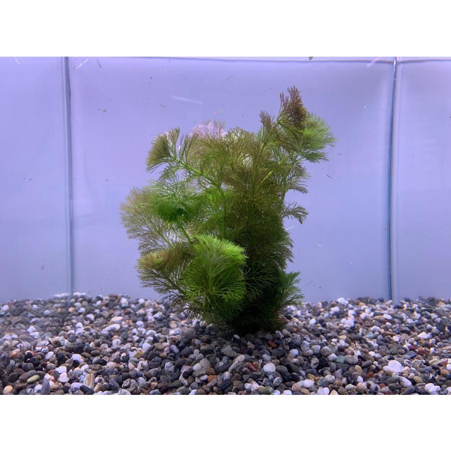 水草 アンブリア 3本 バラ売り水草は4点まで同梱可能 ネコポス 2 有限会社高知熱帯魚サービス 通販 Yahoo ショッピング