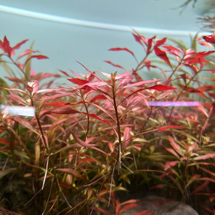 SALE開催中 水草 レッドルドウィジア 水中葉 10本 ※バラ売り水草は4点