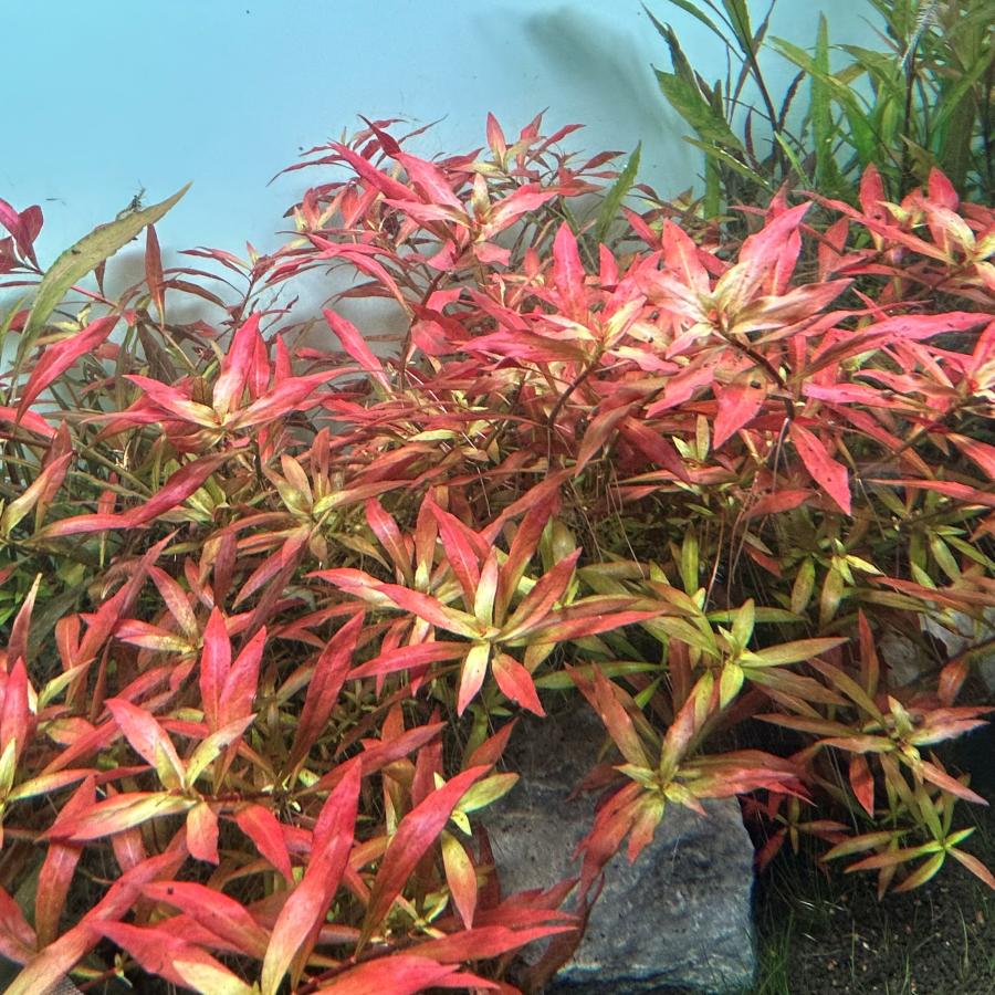 SALE開催中 水草 レッドルドウィジア 水中葉 10本 ※バラ売り水草は4点