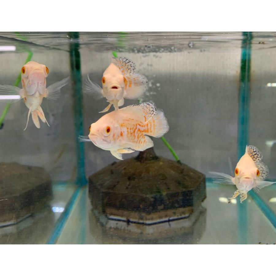 熱帯魚 アルビノレオパードオスカー 1匹 約10cm カラー 雌雄の指定不可 アストロノータス アメリカンシクリッド 1 有限会社高知熱帯魚サービス 通販 Yahoo ショッピング