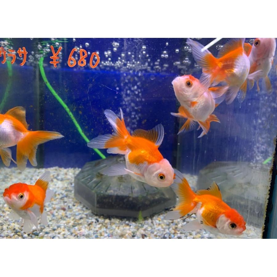 金魚 オランダ獅子頭(ししがしら) 更紗(サラサ) Sサイズ 約 金魚 オランダ獅子頭(ししがしら) 更紗(サラサ) Sサイズ 約