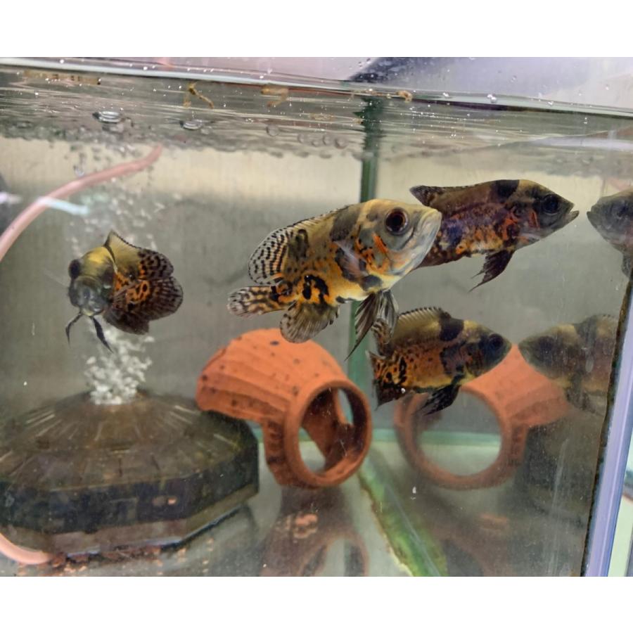 熱帯魚 レオパードオスカー 1匹 約7cm カラー 雌雄の指定不可 アストロノータス アメリカンシクリッド 2 有限会社高知熱帯魚サービス 通販 Yahoo ショッピング