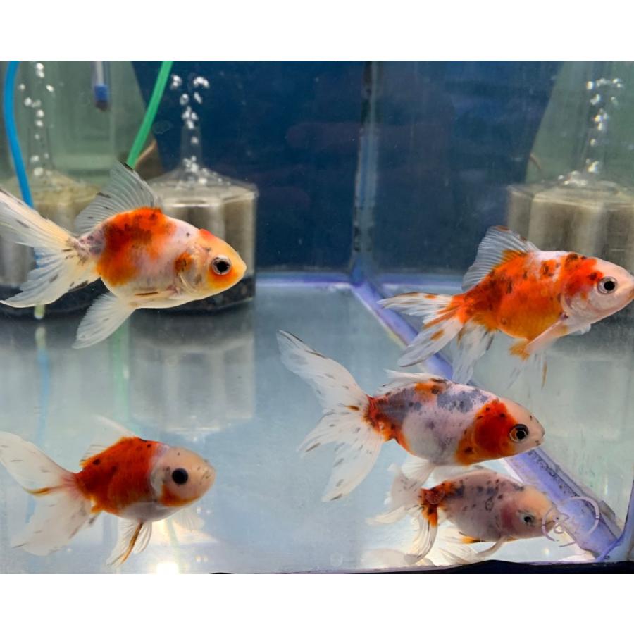 金魚 東錦 アズマニシキ Smサイズ 約6cm 1匹 カラー 雌雄の指定不可 7 有限会社高知熱帯魚サービス 通販 Yahoo ショッピング